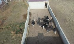 Kars'ta hayalini gerçekleştirdi: Deve kuşu çiftliğini kuruyor