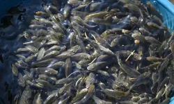 Keban’da üretilen 300 bin sazan yavrusu Nahçıvan’da suya bırakıldı