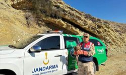 Kilis'te yaralı bulunan kızıl şahin koruma altına alındı