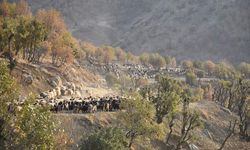 Koçerlerin dönüşü: 40 gün süren zorlu göç