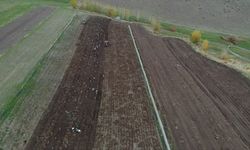 Patnos'ta mor patates hasadı: Çiftçiler kara yakalanmamaya çalışıyor