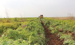 Şırnak'ta yer fıstığı hasadına Vali de katıldı