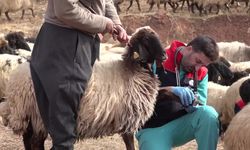 Şırnak’ta yüz binlerce küçükbaş hayvan sağlık taramasından geçirildi