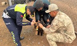 Sürü hayvanlarını korumak için ilginç yöntem: Reflektörlü bant yapıştırıldı