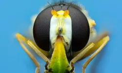 Tarımı bu böcekler mi kurtaracak? Böcek eğitimi 15 dakika sürüyor