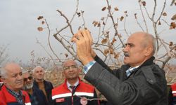 Yanlış budama verimi bitiriyor