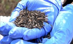 Yapay zekâ ve Kütle Spektrometresi, cinayetlerin izini sürüyor