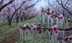 Zirai dondan etkilenen çiftçilere destek ödemesi hesaplara aktarıldı