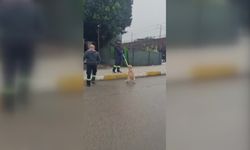 Adana’da sahipsiz köpekler ekipler tarafından toplanıyor
