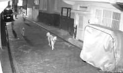 Adana’da sahipsiz köpeklerin saldırdığı kedi telef oldu