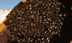 Bu yıl bal üretimi 650 tona ulaştı