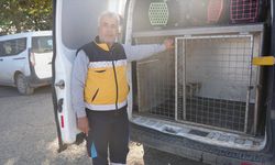 Adıyaman'da yaralı tilki tedavisinin ardından doğaya salındı