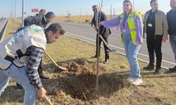 Cizre'de havalimanı yoluna fidan dikildi