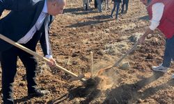 MAÜ Uygulama Bahçesi'nde zeytin fidanı dikildi