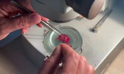 Akdeniz’de Hint-Pasifik kökenli oluklu yengeçler inceleniyor