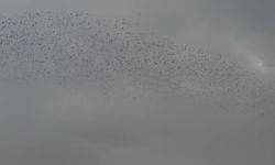 Ardahan’da kar sonrası kuşlar gökyüzünde görsel şölen oluşturdu