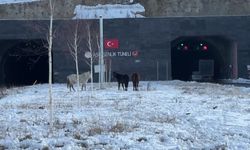 Ardahan’da yılkı atları görüntülendi