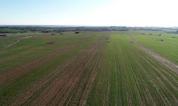 Diyarbakır'da 9 dönümlük arazi icradan satışa çıkarıldı