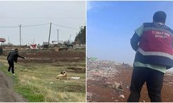 Diyarbakır'da sokak hayvanlarına kuduz aşısı uygulandı