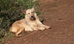 AYM'den başıboş köpek yasası kararı: "Red" kararı verildi