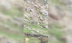 Batman'da yerleşim yerine yaban keçileri indi