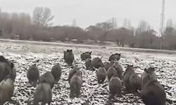 Batmanlılar tedirgin: Domuzlar sürülerle köylere iniyor