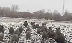 Batmanlılar tedirgin: Domuzlar sürülerle köylere iniyor