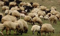 Çiçek hastalığı: Yüz binlerce koyun ve keçi itlaf edildi
