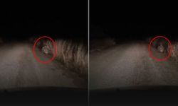 Diyarbakır-Mardin sınırında ender görülen canlı görüntülendi