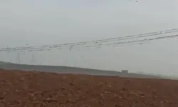 Diyarbakır'da elektrik kesintisinin nedeni kuşlar mı?