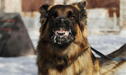 Kuduzdan 1 kişinin öldüğü Diyarbakır'da sokak köpekleri sorunu bitirilmiyor: Köpek iki kişiyi daha ısırdı