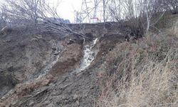 Hastalandığında ölmek için sinyal gönderen canlı...