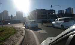 Ambulans sireni mi, inek möösü mü? Diyarbakır'da öncelik hangisi?