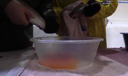 Keban’da alabalık sağımı gerçekleştirildi