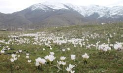 Muş ve ilçelerine 3 günlük planlı uyarı... Adresleri de açıklandı