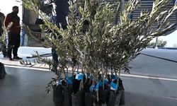 Osmaniye'de 10 bin 500 zeytin fidanı dağıtıldı