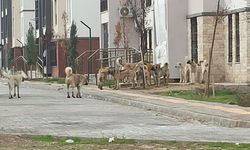 Diyarbakır'da köpek sürüleri vatandaşı çileden çıkardı