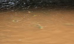 Şanlıurfa'da "İşten atıldım" diyerek suya atladı