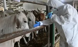 Siirt'te besicinin büyük kaybı: 54 hayvan telef oldu