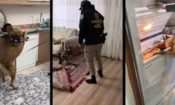 Şırnak’ta şafak operasyonu: 20 gözaltı