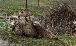 Şırnak’ta yaralı baykuş tedavi altına alındı