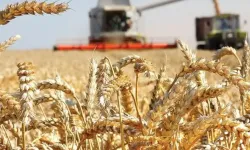 Tarihte ilk kez 3 milyar tonu aşacak! Gıda fiyatları düşecek mi?