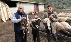 300 küçükbaş hayvanı telef oldu! Devlet desteğiyle yeniden ayağa kalktı