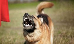 Adana’da sahipsiz köpekler toplatılıyor