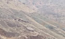 Diyarbakır'da domuz sürüsü görüntülendi