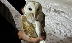 Diyarbakır'da soğuklardan kaçan peçeli baykuş ahıra sığındı