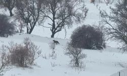 Gercüş'te aç kalan kurtlar, şehir merkezine indi