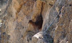 Hasankeyf'te 5 gündür mahsur kalan keçi kurtarıldı