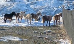 Kulp'ta aç kalan yaban atları merkeze indi