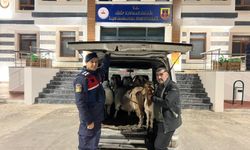 Sahte para ile besiciyi dolandıran şahıslar yakalandı